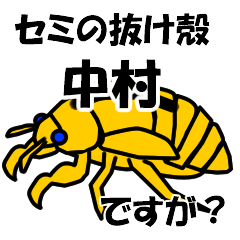 [LINEスタンプ] セミのぬけがら 中村ですが？