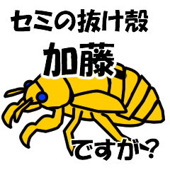 [LINEスタンプ] セミのぬけがら加藤ですが？の画像（メイン）