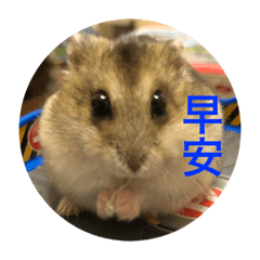 [LINEスタンプ] My Hamsters Greetingの画像（メイン）