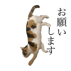 [LINEスタンプ] のらちゃん！