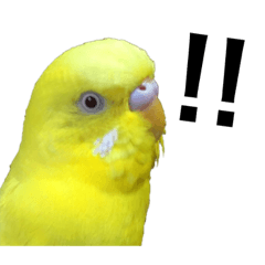 [LINEスタンプ] セキセイインコのピヨちゃん