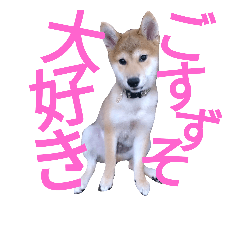 [LINEスタンプ] 柴犬のこまきち