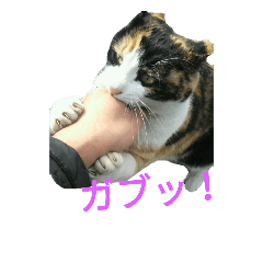 [LINEスタンプ] ミケとマロン