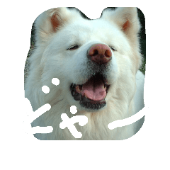 [LINEスタンプ] いぬたちぬ