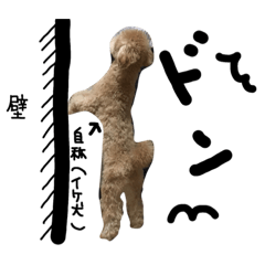 [LINEスタンプ] 愛犬トイプー(2)