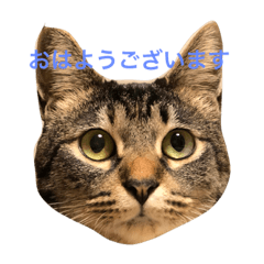 [LINEスタンプ] ウメさんの画像（メイン）