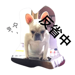 [LINEスタンプ] 犬、ファミリー