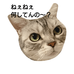 [LINEスタンプ] アメショのきぃちゃん1