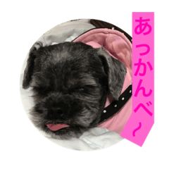 [LINEスタンプ] wan wan dog is poo and friendの画像（メイン）