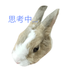 [LINEスタンプ] pet rabbit