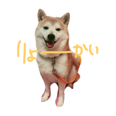 [LINEスタンプ] 柴犬のこまめくんの画像（メイン）