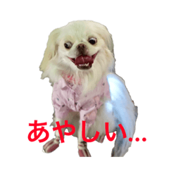 [LINEスタンプ] 茶狆のハニーくん②