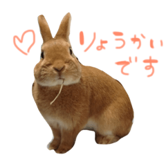 [LINEスタンプ] 可愛いうさぎ様