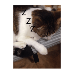 [LINEスタンプ] Cat and dog's daily