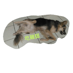 [LINEスタンプ] mydoggyの画像（メイン）