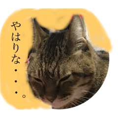 [LINEスタンプ] さとうさんちの猫 はすけくんの日常