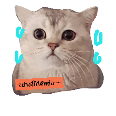 [LINEスタンプ] katicatcat