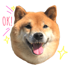 [LINEスタンプ] Shibainu LittleBao