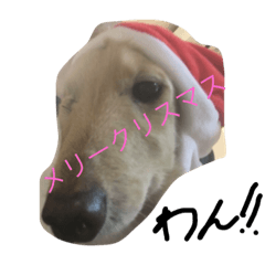 [LINEスタンプ] 犬の私生活の画像（メイン）