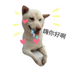 [LINEスタンプ] white shiba happy