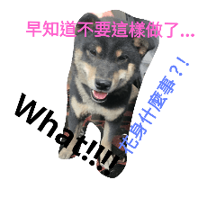 [LINEスタンプ] Shiba inu's diary