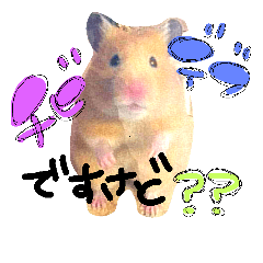 [LINEスタンプ] ハムハムハウス)はむちゃんズ