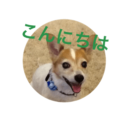 [LINEスタンプ] たろうと猫ちゃん達