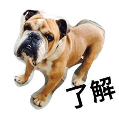 [LINEスタンプ] ブルの日常の画像（メイン）