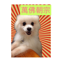 [LINEスタンプ] White Pomeranian 2 cute dogsの画像（メイン）