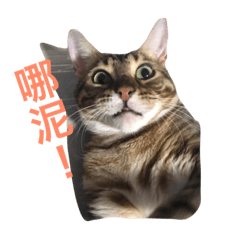 [LINEスタンプ] This is fat cat