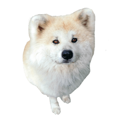 [LINEスタンプ] 秋田犬のメギーさんの画像（メイン）