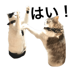 [LINEスタンプ] 気ままな猫達3