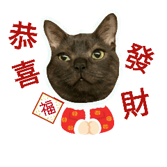 [LINEスタンプ] My cats are so cute.4