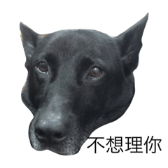 [LINEスタンプ] Kulo Black Dog2