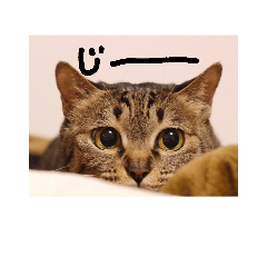 [LINEスタンプ] 猫写真スタンプ！日常①