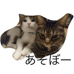 [LINEスタンプ] 我が家ねこ