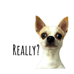 [LINEスタンプ] Chihuahua v.1