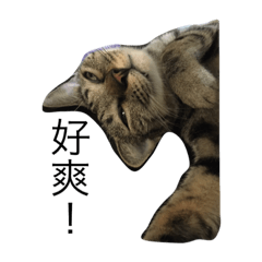 [LINEスタンプ] cat is speaking