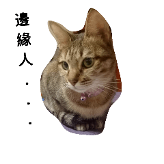 [LINEスタンプ] cat Tiger