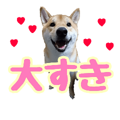 [LINEスタンプ] 柴犬ちゃーくん