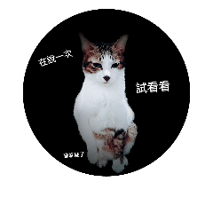 [LINEスタンプ] Lightning cat daily life