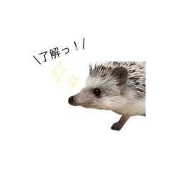 [LINEスタンプ] ハリネズミのシナモン