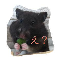 [LINEスタンプ] クロクマハムスターの日常(* ॑꒳ ॑* )⋆*