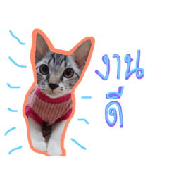 [LINEスタンプ] Talk with Meow