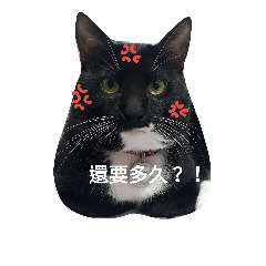 [LINEスタンプ] BLACK CUTE CAT BABY