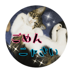 [LINEスタンプ] 猫のカルビ