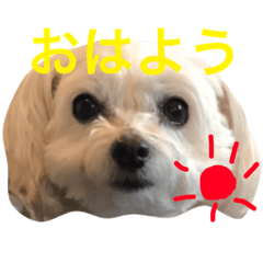 [LINEスタンプ] kumi's animals