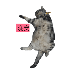 [LINEスタンプ] cat my king