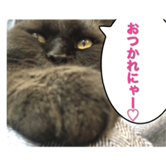 [LINEスタンプ] りある猫すたんぷ（日常編②）の画像（メイン）