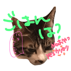 [LINEスタンプ] ねこテト＊如月